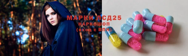 прущие грибы Бородино
