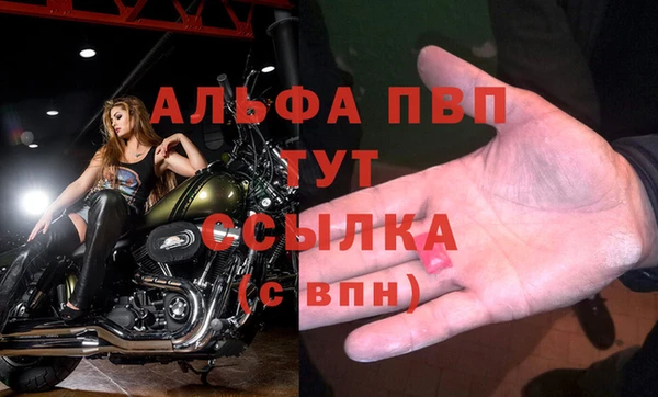 прущие грибы Бородино